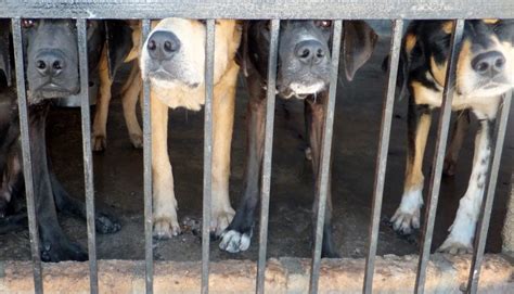 cebu city pound photos|City Pound • The Philippine Animal Welfare Society.
